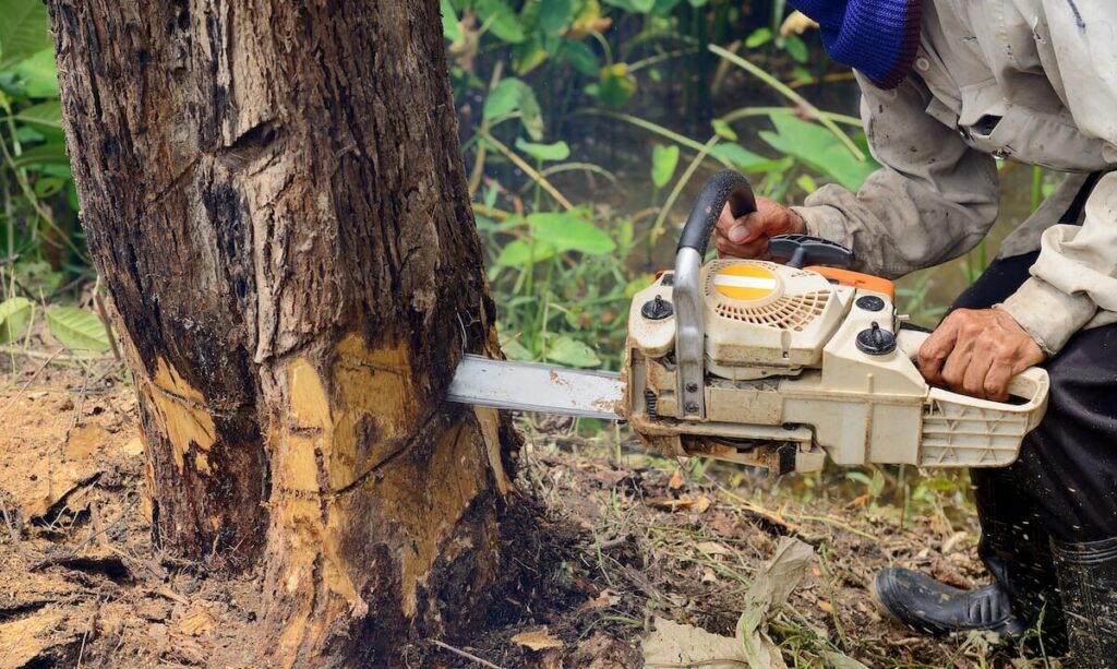 Understanding Tree Removal Costs: What to Expect
