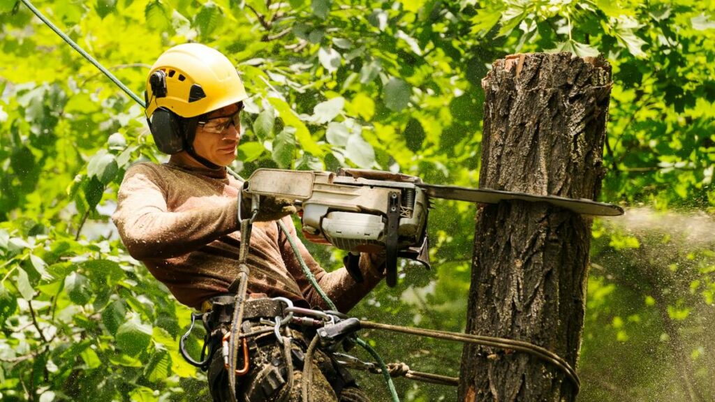 Essential Guide to Tree Removal Services in Sydney