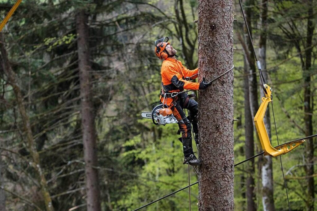 Certified Arborist in Sydney