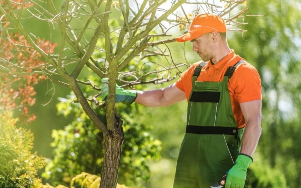 Certified Arborist in Sydney