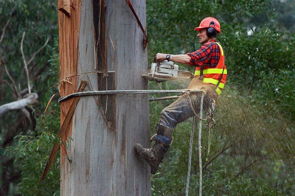 Why Hiring a Certified Arborist in North Sydney Is Essential for Tree Care