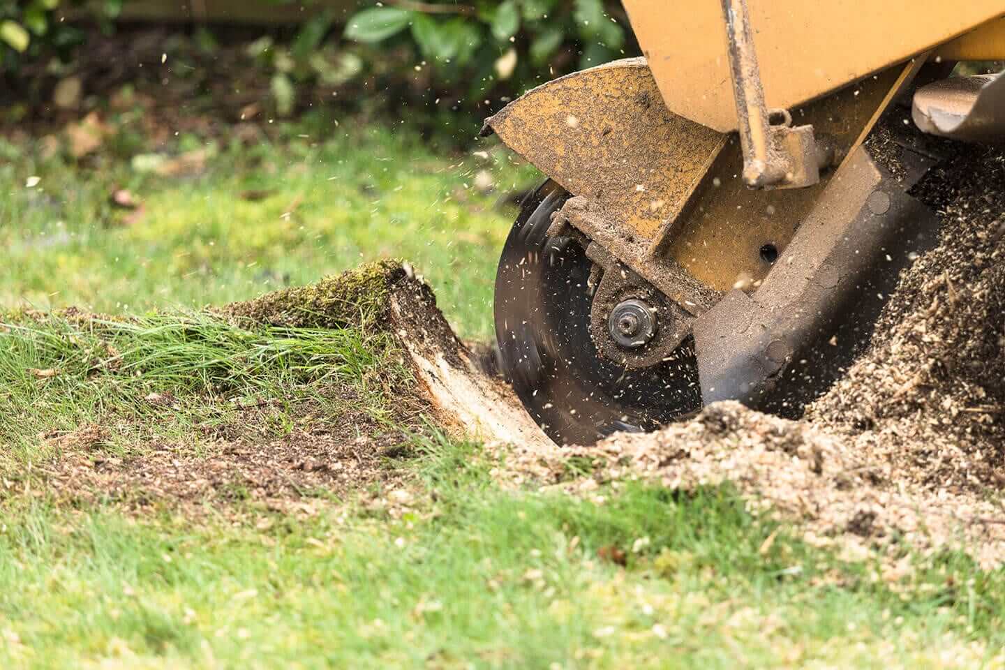 Stump Grinding